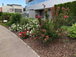 Blühende Gartenfläche mit Randsteinen – gepflegt durch Ameisli in Würenlos