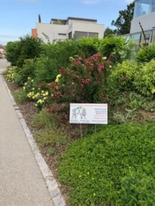 Gepflegte Gartenanlage von Ameisli in Würenlos – gesunde Pflanzen und strukturierte Beete