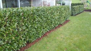 Gepflegte und akkurat geschnittene Hecke als Sichtschutz – Ameisli in Würenlos