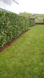 Sauber gemähter Rasen mit geschnittenen Hecken von Ameisli in Würenlos